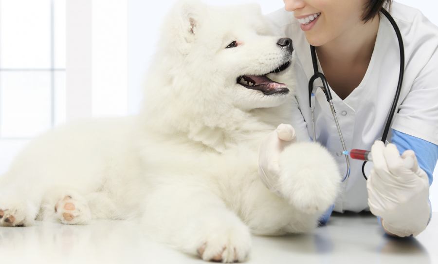 a vet with a white dog