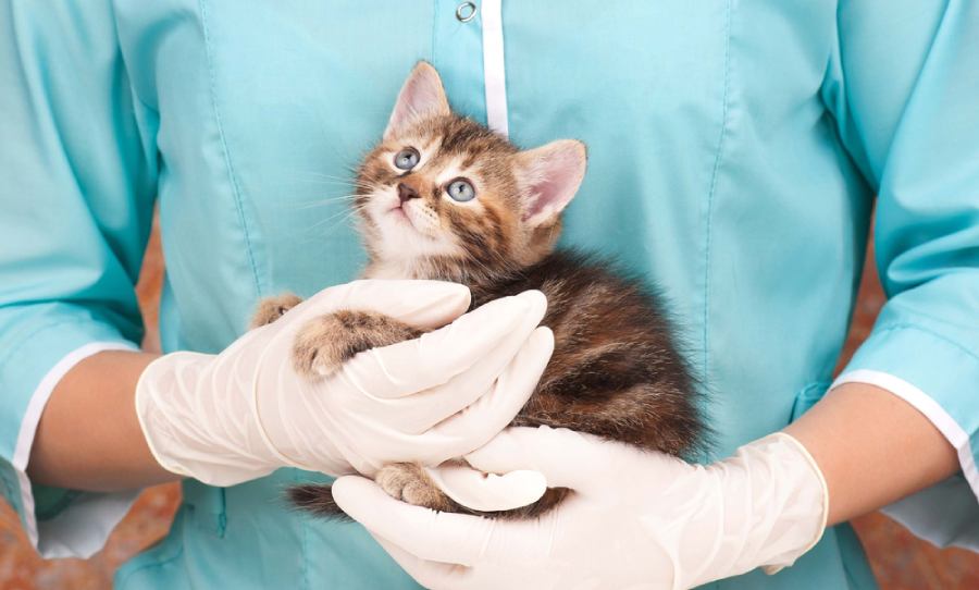 a vet holding a kitten