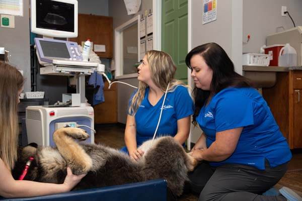 Veterinary staff doing ultrasound of a dog