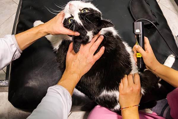Veterinary staff doing laser therapy for a cat